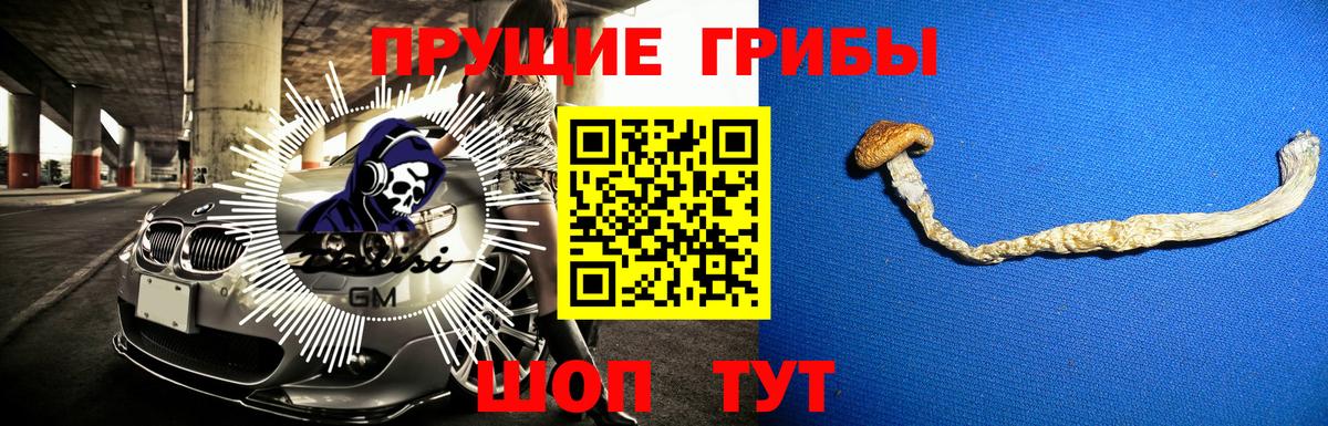 Киселёвск  Галлюциногенные грибы Psilocybe  Вход с VPN 